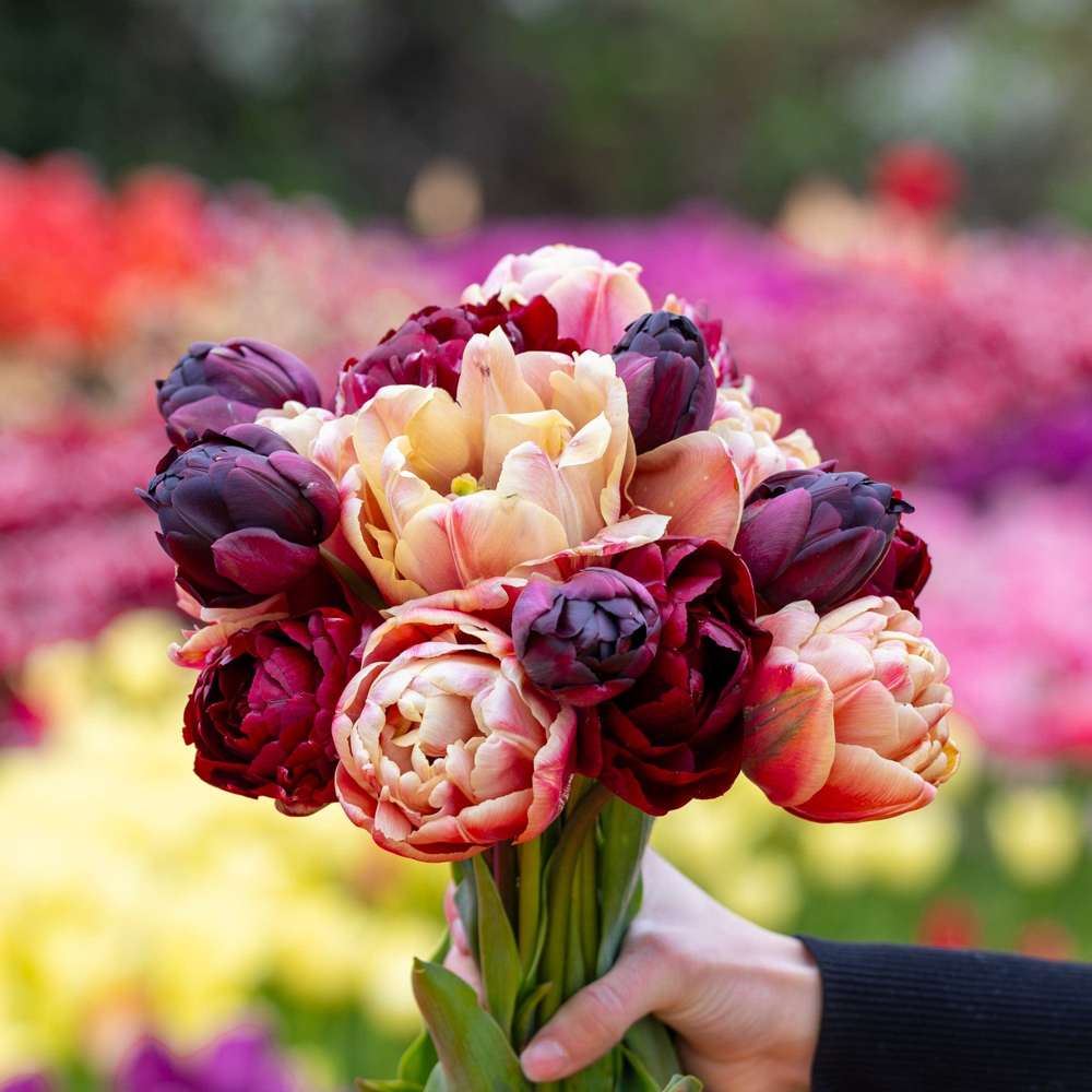 Tulipanblanding 'Red Cottage'